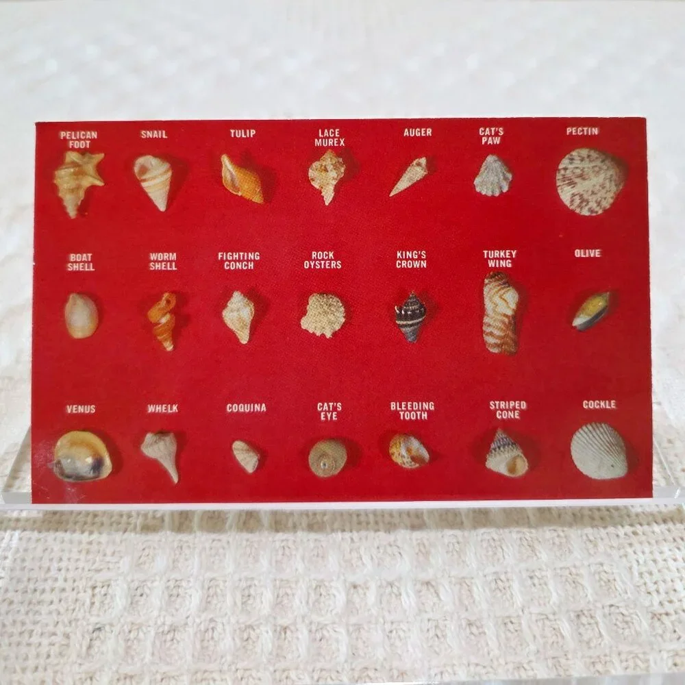 Vintage Collection of Shell Found on Florida Beaches Beckett HSCF63 Postcard UNP